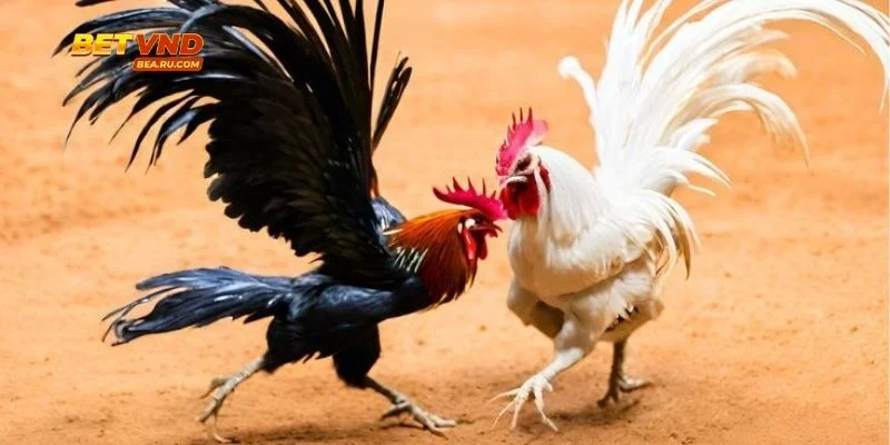 Thời điểm gà bị hạ sẽ quyết định thắng thua